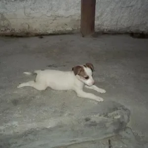 Cachorro raça SRD idade 2 a 6 meses nome Princesa