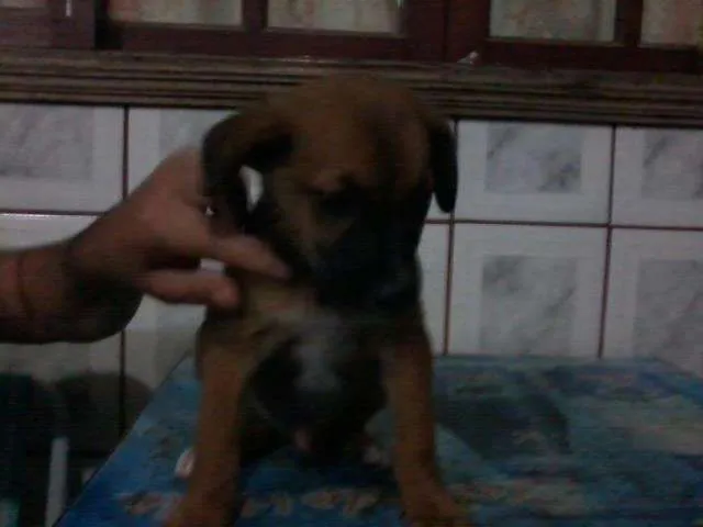 Cachorro ra a SRD idade 2 a 6 meses nome sem nome