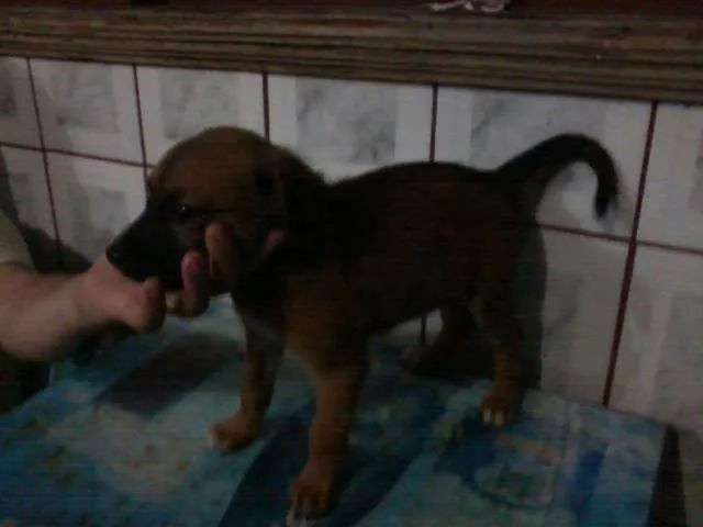 Cachorro ra a SRD idade 2 a 6 meses nome sem nome
