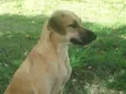Sardinha