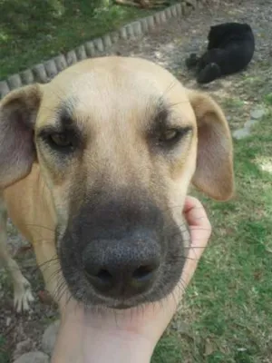 Cachorro raça Mestiça de Labrador idade 3 anos nome Sardinha