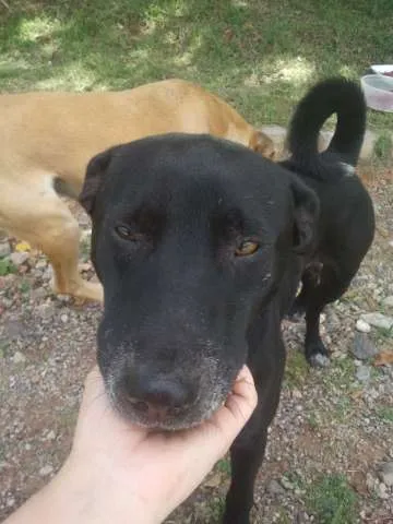 Cachorro ra a Mestiço de Labrador idade 3 anos nome Nome desconhecido