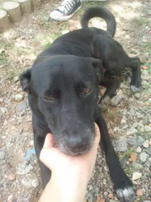 Cachorro raça Mestiço de Labrador idade 3 anos nome Nome desconhecido