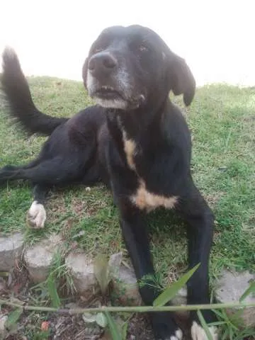 Cachorro ra a SRD idade 4 anos nome Maguila