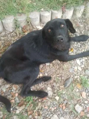 Cachorro raça SRD idade 3 anos nome Barbudinho
