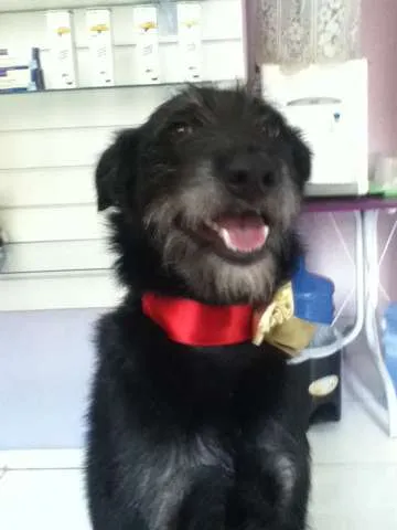 Cachorro ra a Vira lata idade 1 ano nome Tieta
