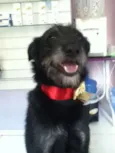 Tieta