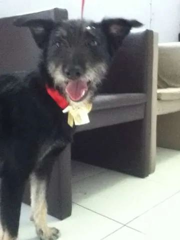 Cachorro ra a Vira lata idade 1 ano nome Tieta