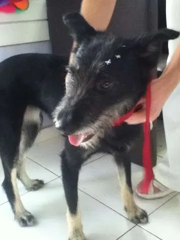 Cachorro ra a Vira lata idade 1 ano nome Tieta