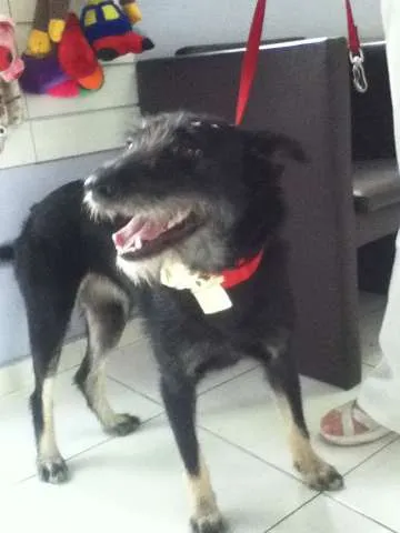Cachorro ra a Vira lata idade 1 ano nome Tieta