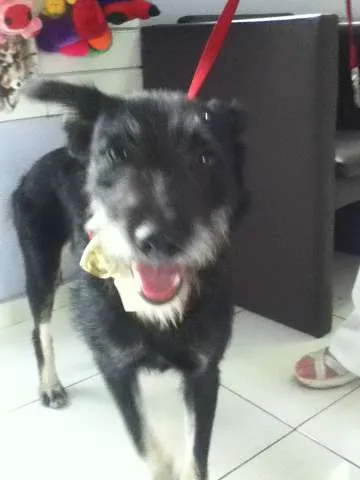 Cachorro ra a Vira lata idade 1 ano nome Tieta