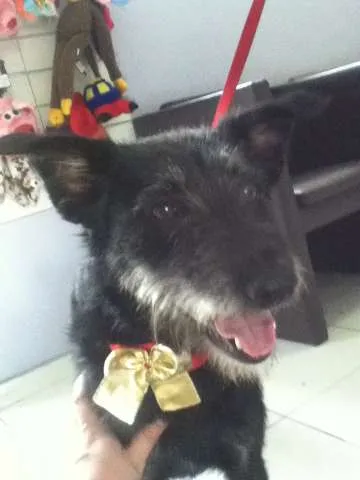Cachorro ra a Vira lata idade 1 ano nome Tieta