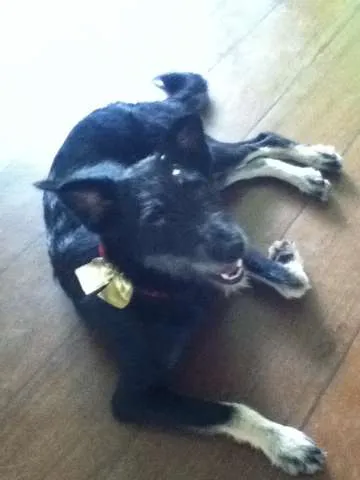 Cachorro ra a Vira lata idade 1 ano nome Tieta