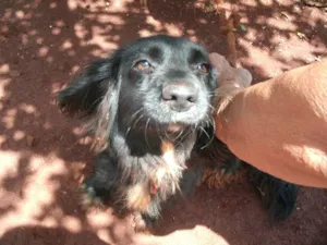 Cachorro raça Vira Lata idade 2 anos nome Dengo