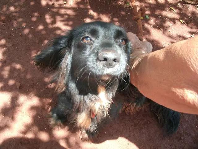 Cachorro ra a Vira Lata idade 2 anos nome Dengo