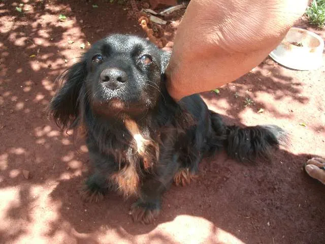 Cachorro ra a Vira Lata idade 2 anos nome Dengo