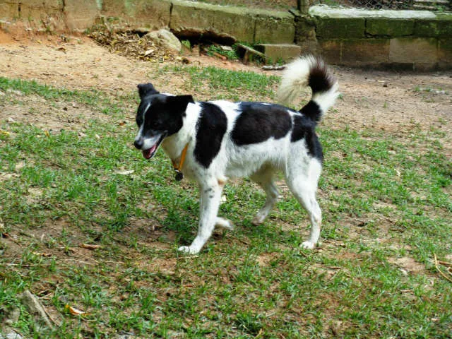 Cachorro ra a SRD idade 3 anos nome Peggy