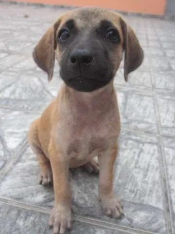 Cachorro ra a SRD idade 2 a 6 meses nome Clara