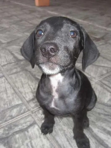 Cachorro ra a SRD idade 2 a 6 meses nome Cléo
