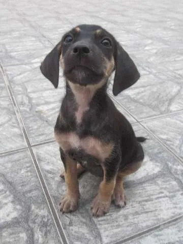 Cachorro raça SRD idade 2 a 6 meses nome Sofia