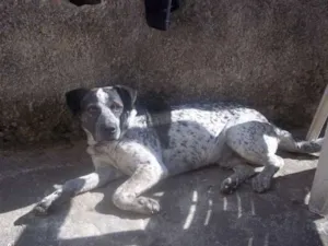 Cachorro raça vira-lata idade 4 anos nome Jake