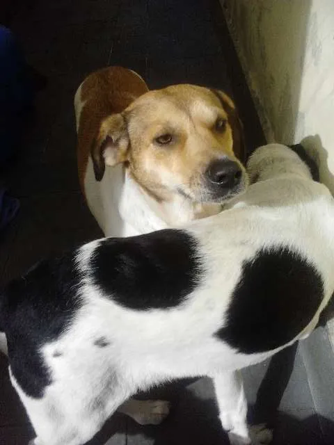 Cachorro ra a SRD idade 2 anos nome Mel