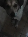 Mel