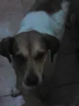 Mel