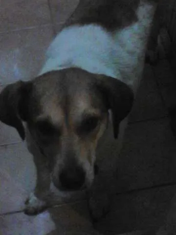 Cachorro ra a SRD idade 2 anos nome Mel