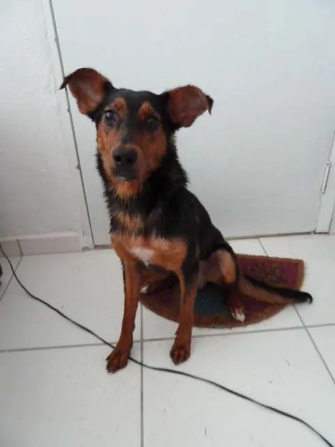 Cachorro ra a vira-lata idade 2 a 6 meses nome Thor