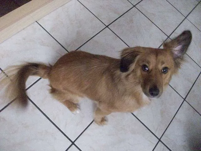 Cachorro ra a SRD idade 1 ano nome Jully