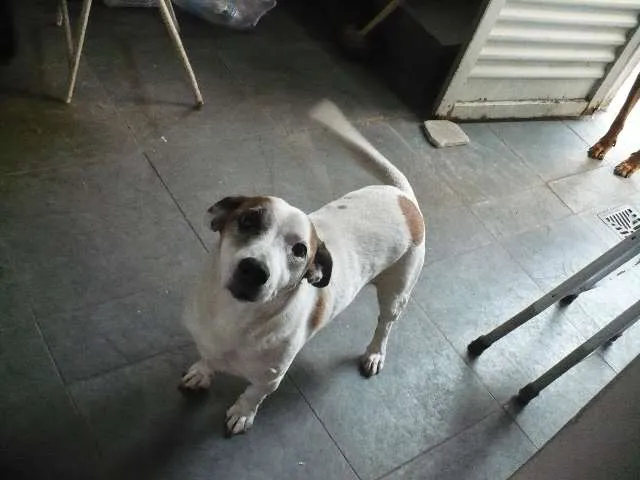 Cachorro ra a SRD idade 6 ou mais anos nome Bobby Pirata