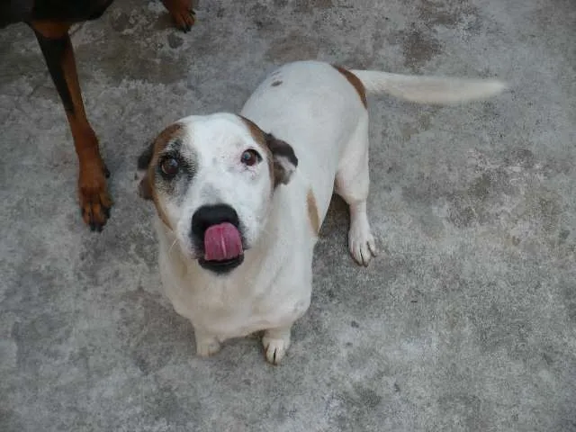 Cachorro ra a SRD idade 6 ou mais anos nome Bobby Pirata
