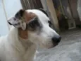 Bobby Pirata
