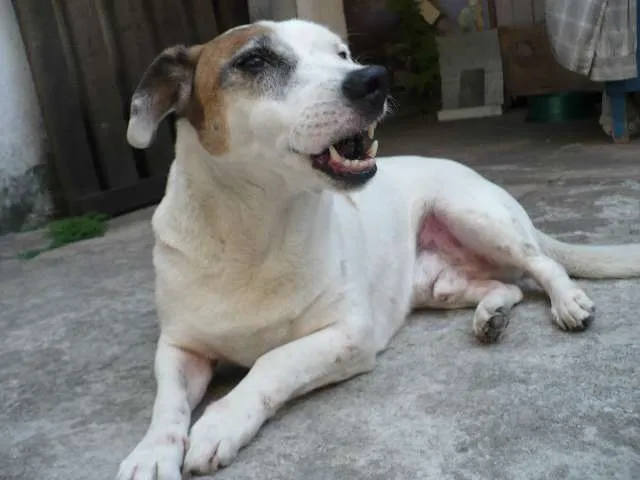 Cachorro ra a SRD idade 6 ou mais anos nome Bobby Pirata