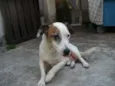 Bobby Pirata