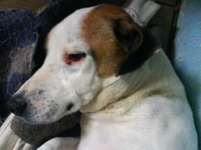 Cachorro ra a SRD idade 6 ou mais anos nome Bobby Pirata