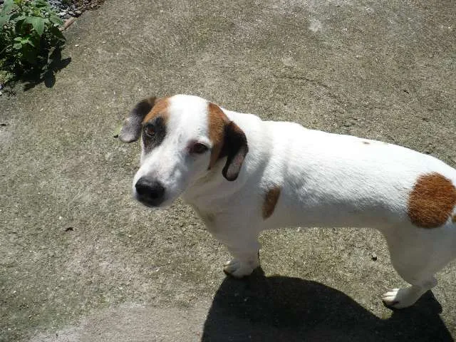 Cachorro ra a SRD idade 6 ou mais anos nome Bobby Pirata