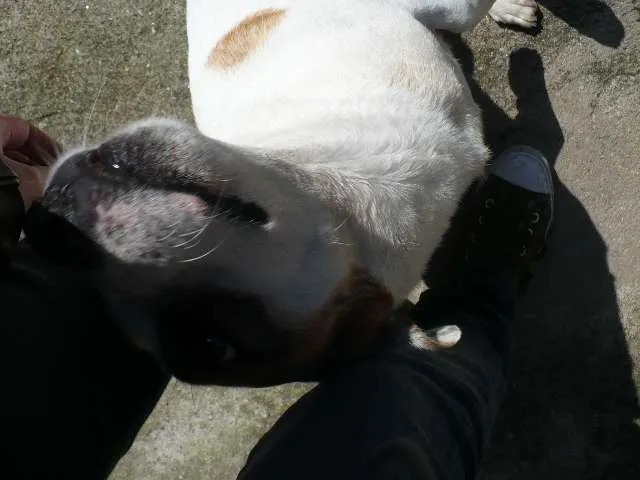 Cachorro ra a SRD idade 6 ou mais anos nome Bobby Pirata