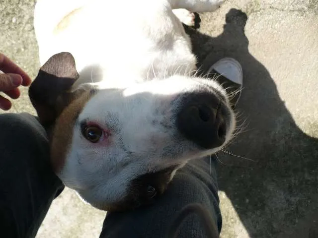Cachorro ra a SRD idade 6 ou mais anos nome Bobby Pirata
