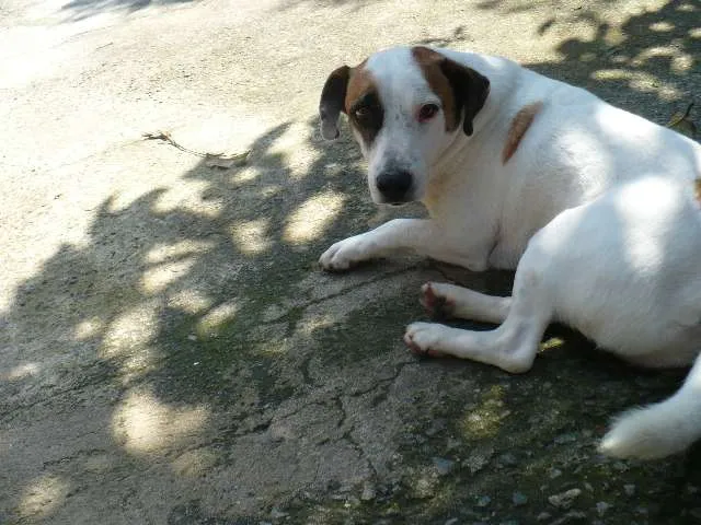 Cachorro ra a SRD idade 6 ou mais anos nome Bobby Pirata
