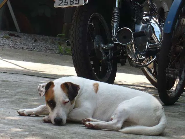 Cachorro ra a SRD idade 6 ou mais anos nome Bobby Pirata