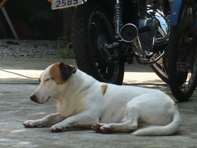 Cachorro ra a SRD idade 6 ou mais anos nome Bobby Pirata