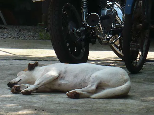 Cachorro ra a SRD idade 6 ou mais anos nome Bobby Pirata