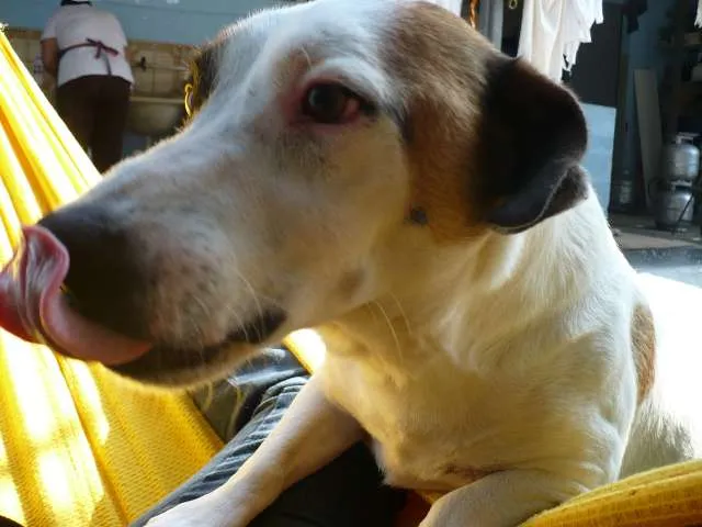 Cachorro ra a SRD idade 6 ou mais anos nome Bobby Pirata