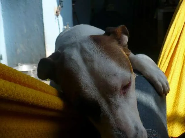 Cachorro ra a SRD idade 6 ou mais anos nome Bobby Pirata