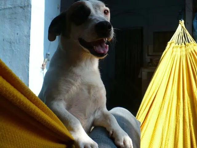 Cachorro ra a SRD idade 6 ou mais anos nome Bobby Pirata