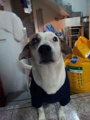 Cachorro ra a SRD idade 6 ou mais anos nome Bobby Pirata