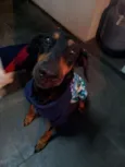 Laika