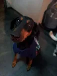 Laika
